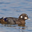 Harlequin Duck